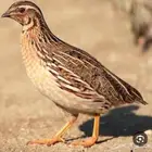 سمان للبيع