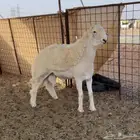 جذع حري مشروع فحل ( معرف )