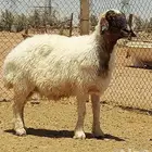 بيعت الله يبارك له نعيميه دبسا صنف مضرع