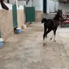 مهره شعبيه دهمه