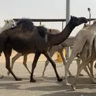 مجهم لقحه ثنيه طيبه لها في القاح 10 شهور