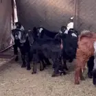 النوع بهم العدد 17