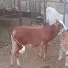 حسيل زبده للبيع