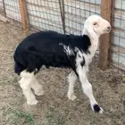 بسم الله ماشاءالله   للبيع طليان نجد نظيفه ومشروطه الصحه