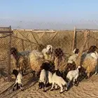 مراح كامل للبيع مع الحلال