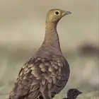 طيور للبيع
