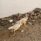 دجاج بكستاني