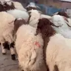 خرفان نعيم اضاحي