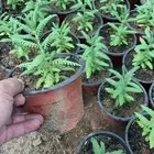 شتلات لافندر