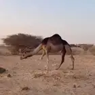 ناقتين سواحل لقح