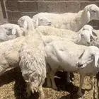 مراح كامل معزا نعيم حريات بهم صخال