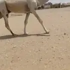 للبيع قعود طويل كفو