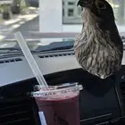 تعليقة راس صقر حقيقي محنط