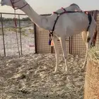 عشرا بكر طيبه ( هجن )