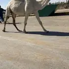 لقحه وضريبه