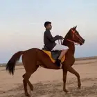 فرس