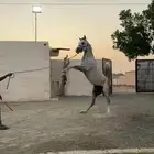 حصان شعبي صحة شرط