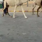 عشرا شقحا
