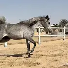 مهره واهو