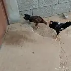 ديك للبيع