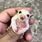 شوقر قلايدر موزاييك
