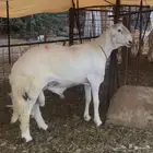 مشروع فحل فاخر