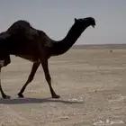 قعود حق سلالة قعودان الرجباني شكل وسلالة
