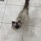 قطة انثى هملايا للتبني