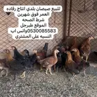للبيع فراريج دجاج بلدي انتاج رقاده
