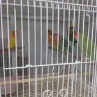 محل سمكتي للبيع او التقبيل