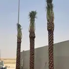 يتوفر لدينا جميع انواع النخل بجميع المقاسات ج053287680