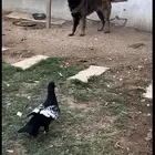 كلب جيرمن مفقود حي يمامه تكفا ياطيب يرحب والديك
