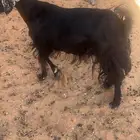 عنز للبيع