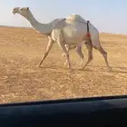 الخلفه المصغر الكفو