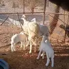 للبيع نعجتين مع مواليدها نعجه معها واحد ونعجه معها اثنين