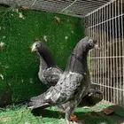 طبات حمام باكستاني