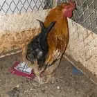 ديك براهما للبيع