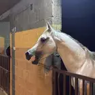 خيل عربي أصيل