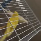 زوج بادجي فخم(طيور الحب)