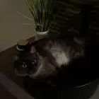 قطط