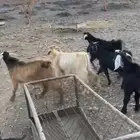 تيوس حريه