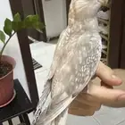 كروان هولندي اليف