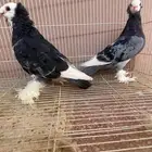 جوز حمام زينه صفاق