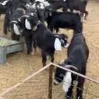 تيوس للبيع