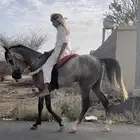 حصان