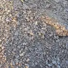 خرسان جرش ابيض