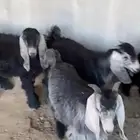 تيوس للبيع من مراحي