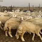 رخال حريه للبيع