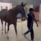 فرس عربي ورق