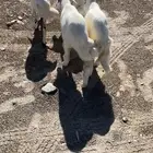 للبيع بهم تربيه خروفين ورخلين